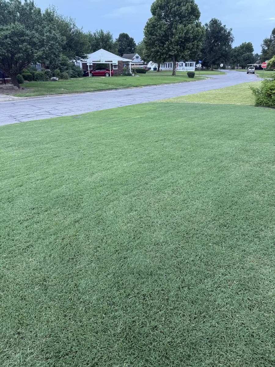 Dense residential lawn after seasonal turf care